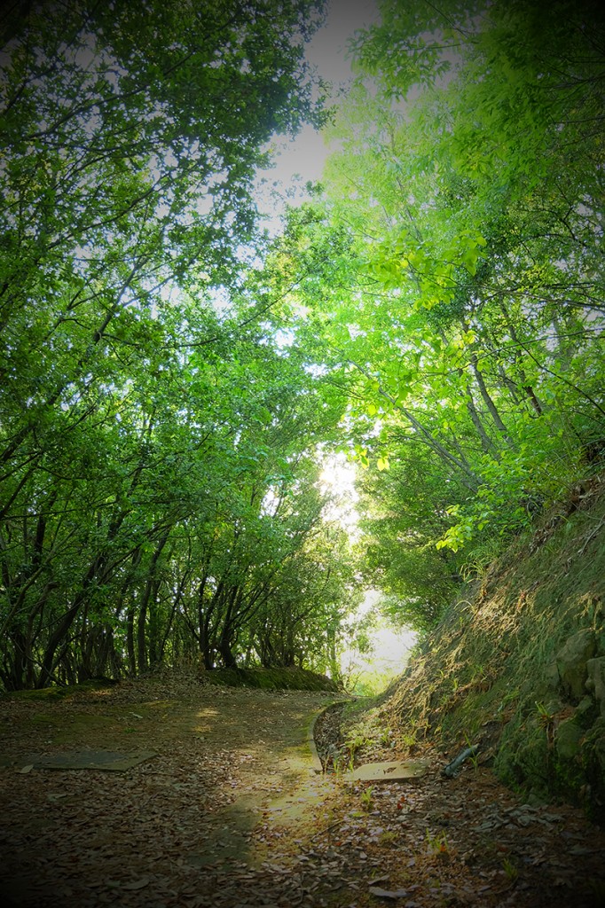 DSCF4077