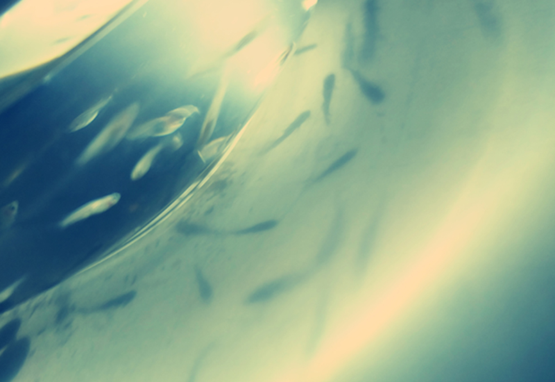 002-px