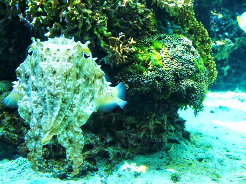 11070917_1602150613336333_7916347288621839004_n