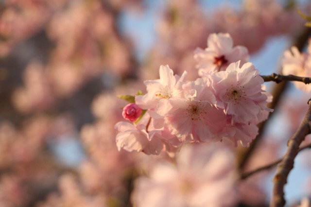 IMG_9864