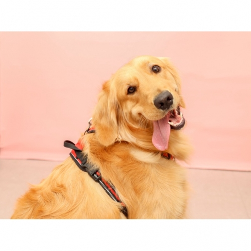 🐶PET HUGPHOTO開催！🐈